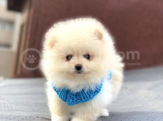 Orji̇nal Pomerani̇an Boo görsel