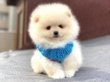 Orji̇nal Pomerani̇an Boo