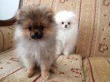 Erkek Ve Dişi Pomeranian Boo