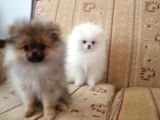 Erkek Ve Dişi Pomeranian Boo