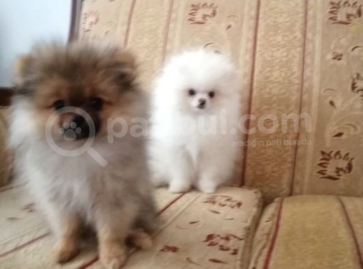 Erkek Ve Dişi Pomeranian Boo görsel