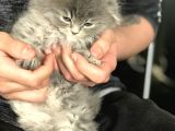 Scottish Fold Yarvru Kedilerimiz