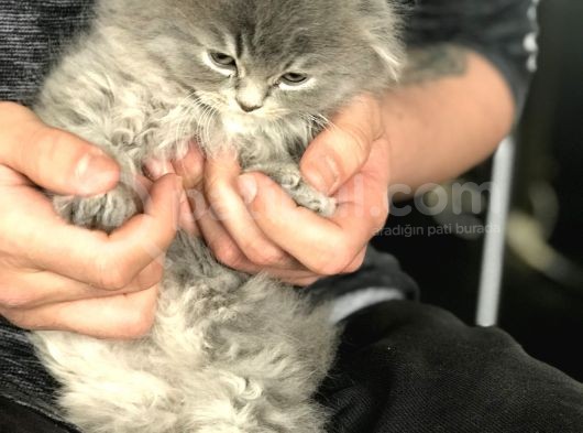 Scottish Fold Yarvru Kedilerimiz görsel