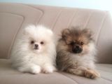Erkek Ve Dişi Pomeranian Boo