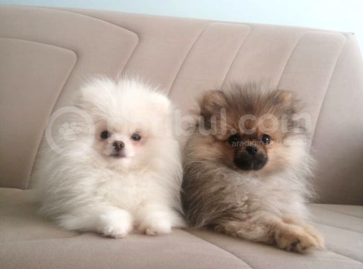Erkek Ve Dişi Pomeranian Boo görsel