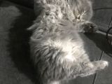 Scottish Fold Yarvru Kedilerimiz