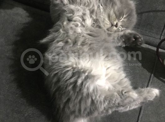 Scottish Fold Yarvru Kedilerimiz görsel