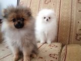 Erkek Ve Dişi Pomeranian Boo