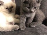 Scottish Fold Yarvru Kedilerimiz