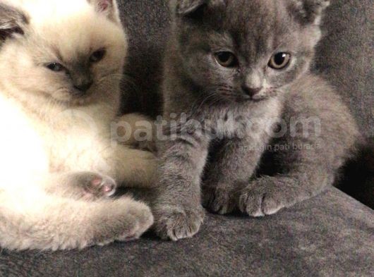 Scottish Fold Yarvru Kedilerimiz