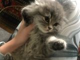 Scottish Fold Yarvru Kedilerimiz
