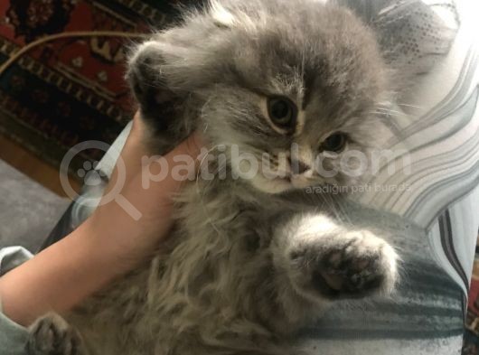 Scottish Fold Yarvru Kedilerimiz görsel