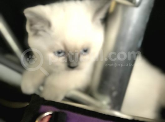 Scottish Fold Yarvru Kedilerimiz görsel