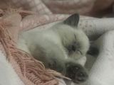 Scottish Fold Yarvru Kedilerimiz