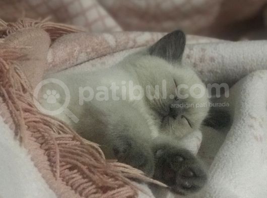 Scottish Fold Yarvru Kedilerimiz görsel