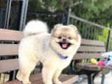 Yeti̇şki̇n Pomerani̇an Teddy Face