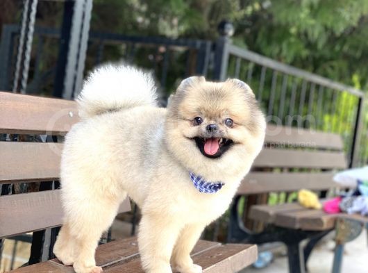 Yeti̇şki̇n Pomerani̇an Teddy Face görsel