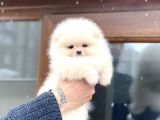 Orji̇nal Pomerani̇an Boo