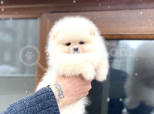 Orji̇nal Pomerani̇an Boo