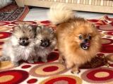 Erkek Ve Dişi Pomeranian Boo