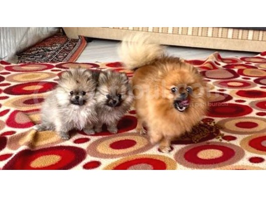 Erkek Ve Dişi Pomeranian Boo görsel