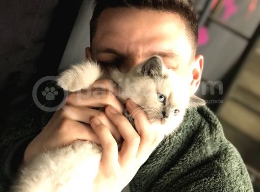 Scottish Fold Yarvru Kedilerimiz görsel