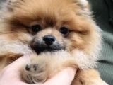 Erkek Ve Dişi Pomeranian Boo