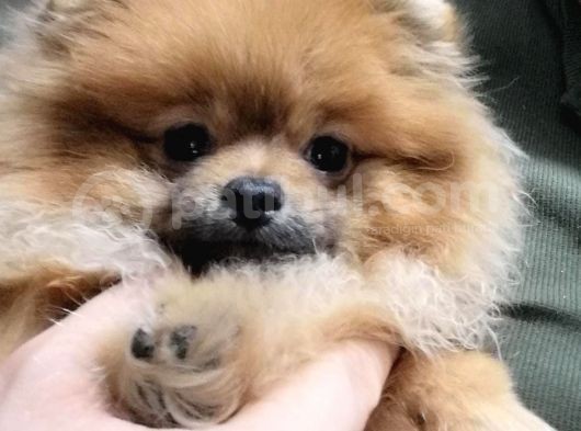 Erkek Ve Dişi Pomeranian Boo