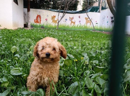 Toy Poodle Di̇şi̇ Yavrumuz