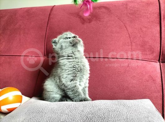 Scotish Yavrularım Yeni Ailesini Bekliyor görsel
