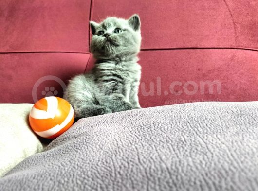 Scotish Yavrularım Yeni Ailesini Bekliyor görsel
