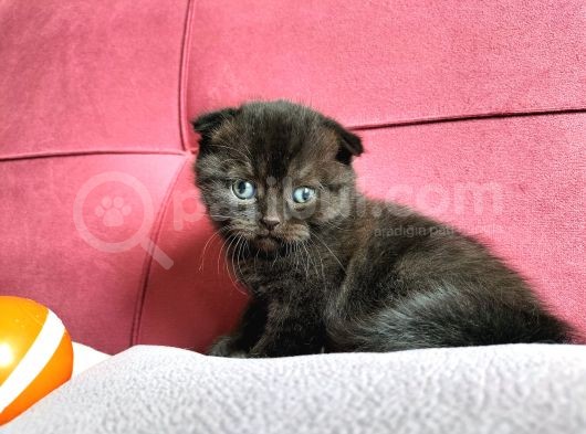 Scotish Yavrularım Yeni Ailesini Bekliyor görsel