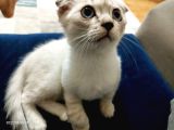 Mavi̇ş Dünya Tatlisi