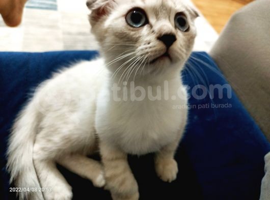 Mavi̇ş Dünya Tatlisi görsel