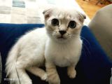 Mavi̇ş Dünya Tatlisi