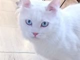 British Shorthair Beyaz Erkek Çiftleştirme
