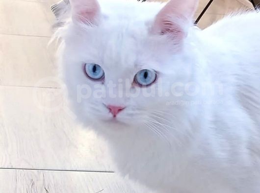 British Shorthair Beyaz Erkek Çiftleştirme
