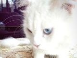 British Shorthair Beyaz Erkek Çiftleştirme