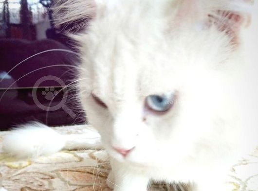 British Shorthair Beyaz Erkek Çiftleştirme görsel