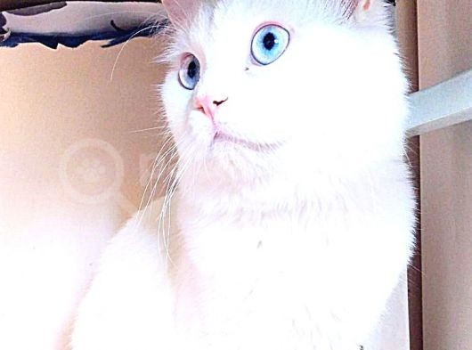 British Shorthair Beyaz Erkek Çiftleştirme görsel