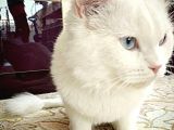 British Shorthair Beyaz Erkek Çiftleştirme