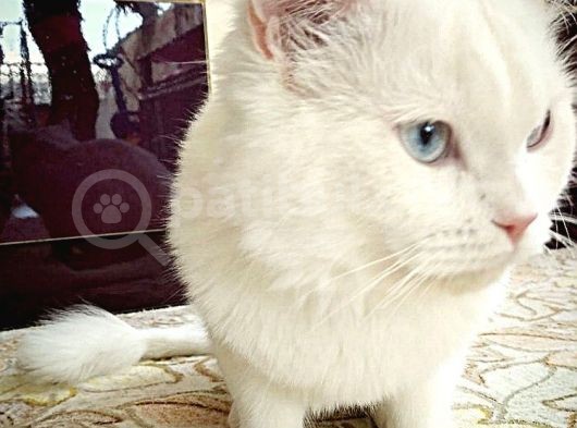 British Shorthair Beyaz Erkek Çiftleştirme görsel