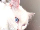 British Shorthair Beyaz Erkek Çiftleştirme
