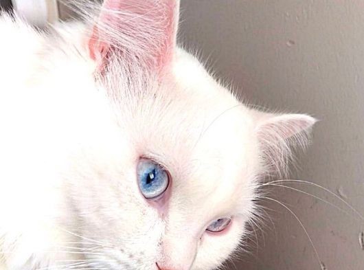 British Shorthair Beyaz Erkek Çiftleştirme görsel