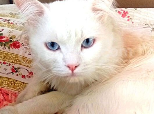 British Shorthair Beyaz Erkek Çiftleştirme görsel