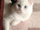 British Shorthair Beyaz Erkek Çiftleştirme