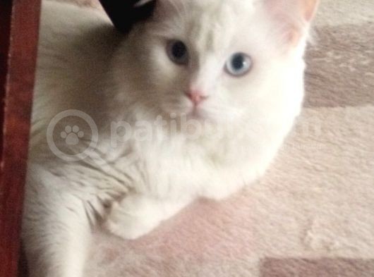 British Shorthair Beyaz Erkek Çiftleştirme görsel