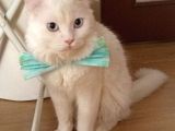 British Shorthair Beyaz Erkek Çiftleştirme