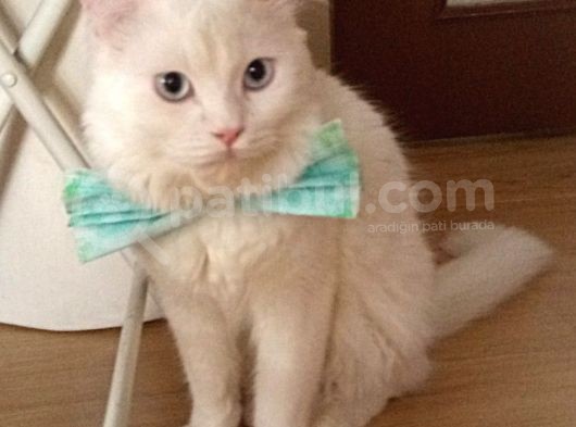 British Shorthair Beyaz Erkek Çiftleştirme görsel