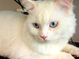British Shorthair Beyaz Erkek Çiftleştirme